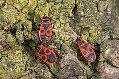 BUITEN BEELD Foto: 369393