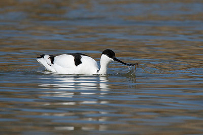 BUITEN BEELD Foto: 369417
