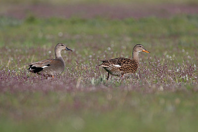 BUITEN BEELD Foto: 369419
