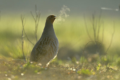 BUITEN BEELD Foto: 369434