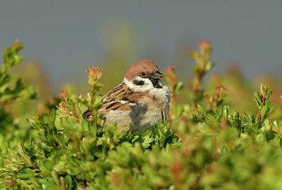 BUITEN BEELD Foto: 369441