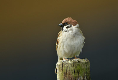 BUITEN BEELD Foto: 369446