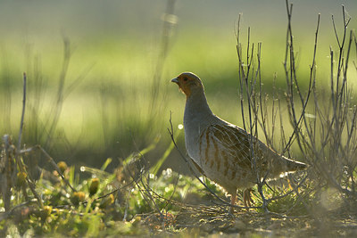 BUITEN BEELD Foto: 369451