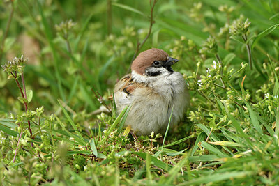 BUITEN BEELD Foto: 369457