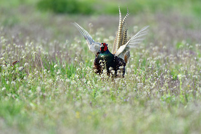 BUITEN BEELD Foto: 369460