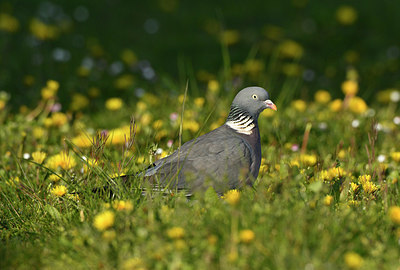 BUITEN BEELD Foto: 369465