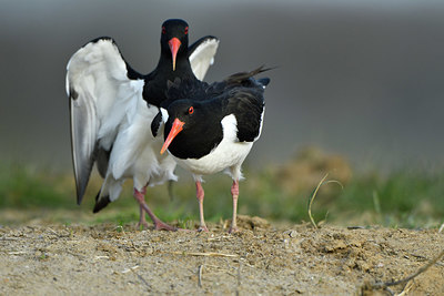 BUITEN BEELD Foto: 369469