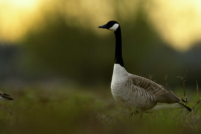 BUITEN BEELD Foto: 369473