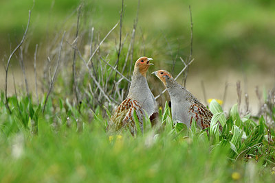 BUITEN BEELD Foto: 369474