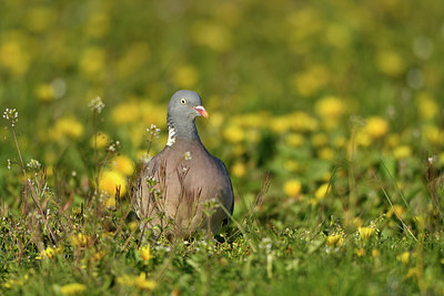 BUITEN BEELD Foto: 369477