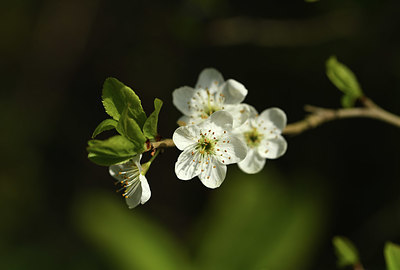 BUITEN BEELD Foto: 369491