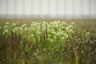 BUITEN BEELD Foto: 369492