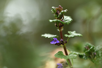 BUITEN BEELD Foto: 369495