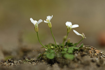 BUITEN BEELD Foto: 369497