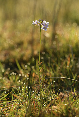 BUITEN BEELD Foto: 369498