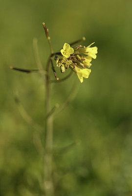 BUITEN BEELD Foto: 369521