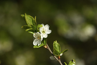BUITEN BEELD Foto: 369524