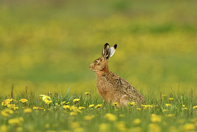 BUITEN BEELD Foto: 369527