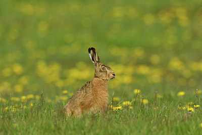 BUITEN BEELD Foto: 369528