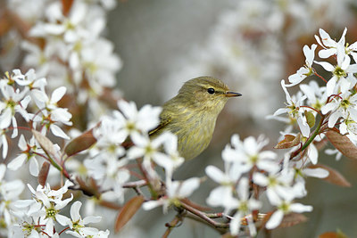 BUITEN BEELD Foto: 369529