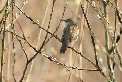 BUITEN BEELD Foto: 369535