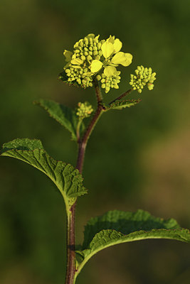 BUITEN BEELD Foto: 369774