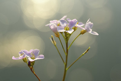 BUITEN BEELD Foto: 369775