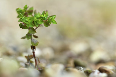 BUITEN BEELD Foto: 369776