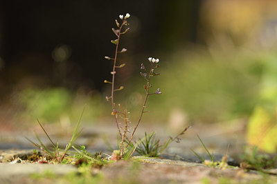BUITEN BEELD Foto: 369778