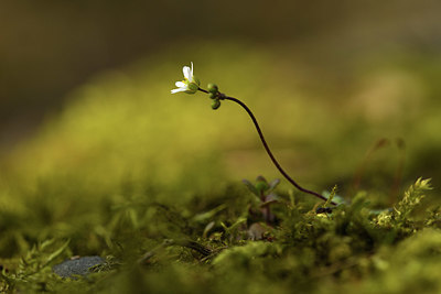 BUITEN BEELD Foto: 369780