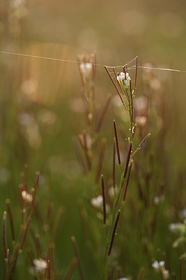 BUITEN BEELD Foto: 369782