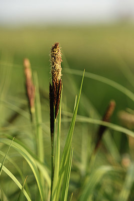 BUITEN BEELD Foto: 369783