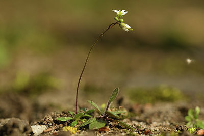 BUITEN BEELD Foto: 369786