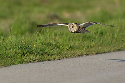 BUITEN BEELD Foto: 369940