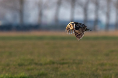 BUITEN BEELD Foto: 369963