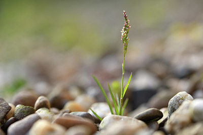 BUITEN BEELD Foto: 370072