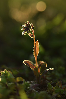 BUITEN BEELD Foto: 370076