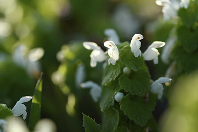 BUITEN BEELD Foto: 370084