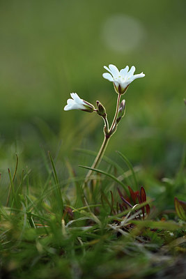 BUITEN BEELD Foto: 370089