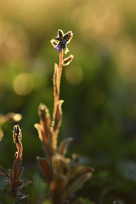 BUITEN BEELD Foto: 370100