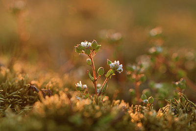 BUITEN BEELD Foto: 370106