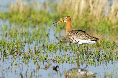 BUITEN BEELD Foto: 370284
