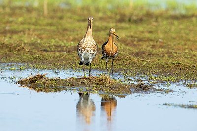 BUITEN BEELD Foto: 370285