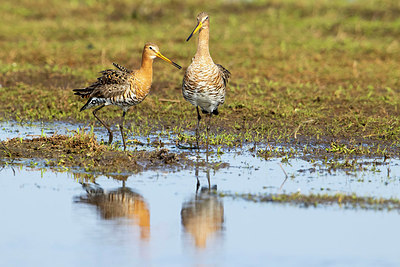 BUITEN BEELD Foto: 370286