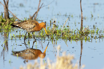 BUITEN BEELD Foto: 370287