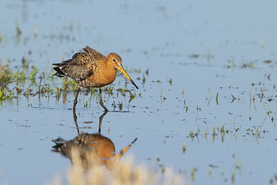 BUITEN BEELD Foto: 370288