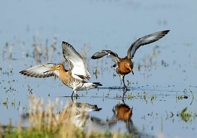 BUITEN BEELD Foto: 370291