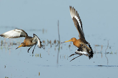 BUITEN BEELD Foto: 370292