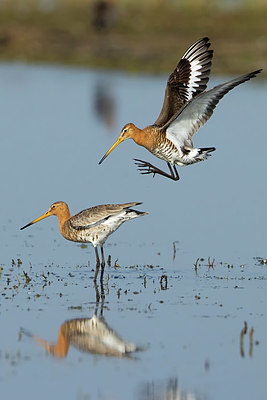 BUITEN BEELD Foto: 370296