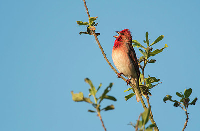 BUITEN BEELD Foto: 370324